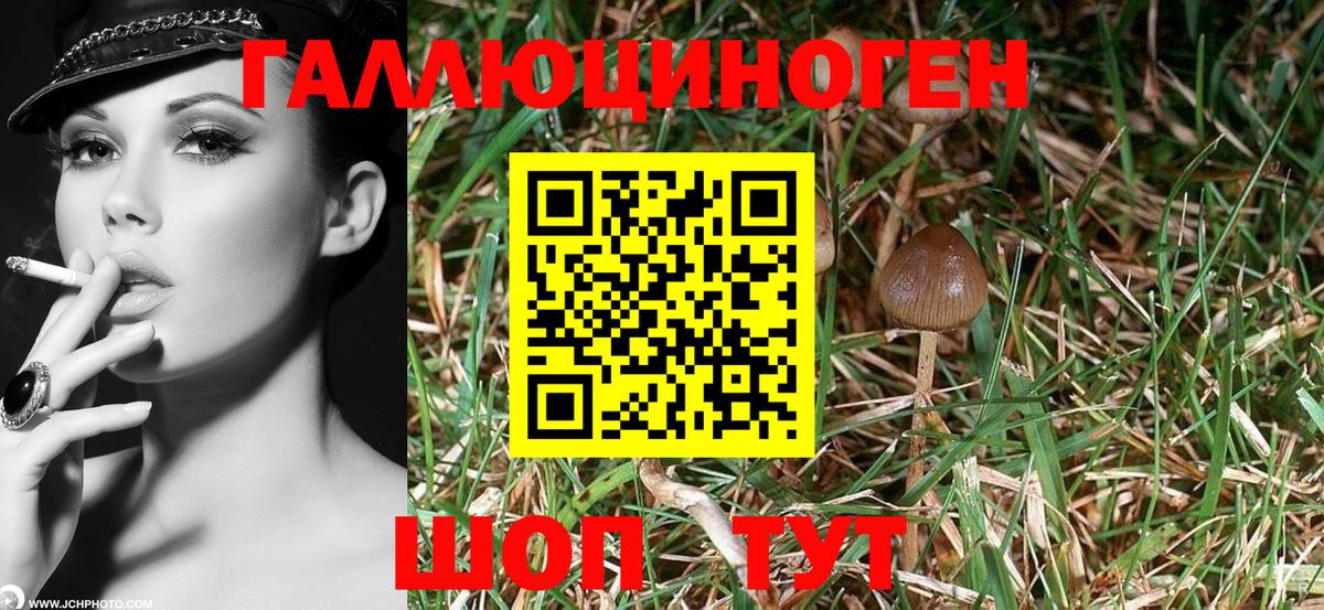 Галлюциногенные грибы GOLDEN TEACHER  Псилоцибиновые грибы мухоморы  Россия  Вход с VPN 